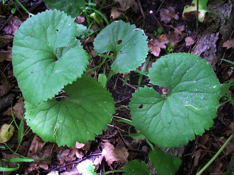 Image of Ranunculus cassubicus specimen.