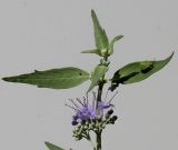 Caryopteris × clandonensis. Верхушка побега с развивающимися соцветиями и насекомым на листе. Германия, г. Кемпен, в парке. 15.07.2012.