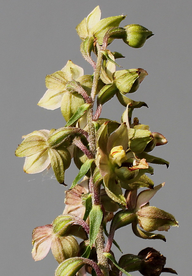 Изображение особи Epipactis helleborine.