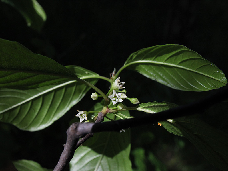 Image of Frangula alnus specimen.