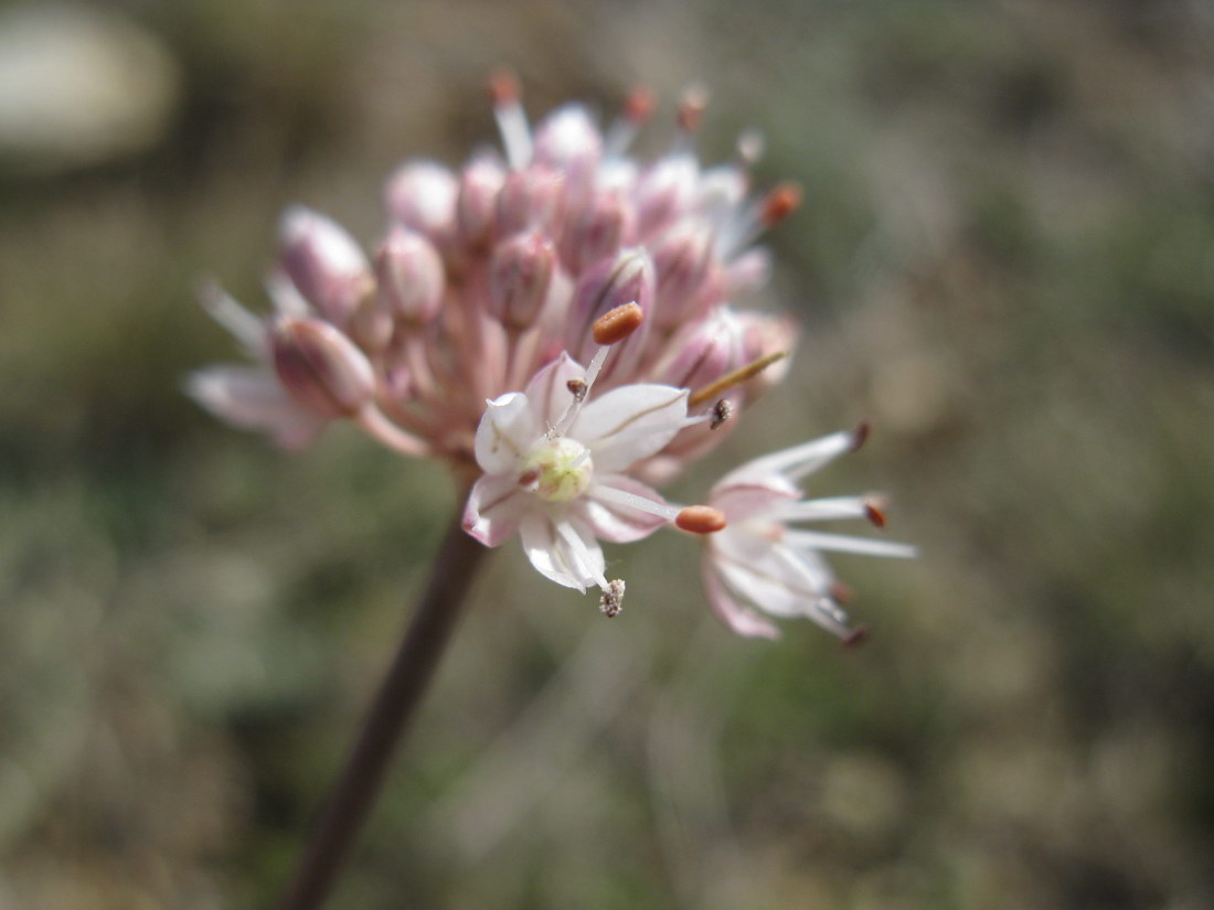 Image of Allium tarkhankuticum specimen.