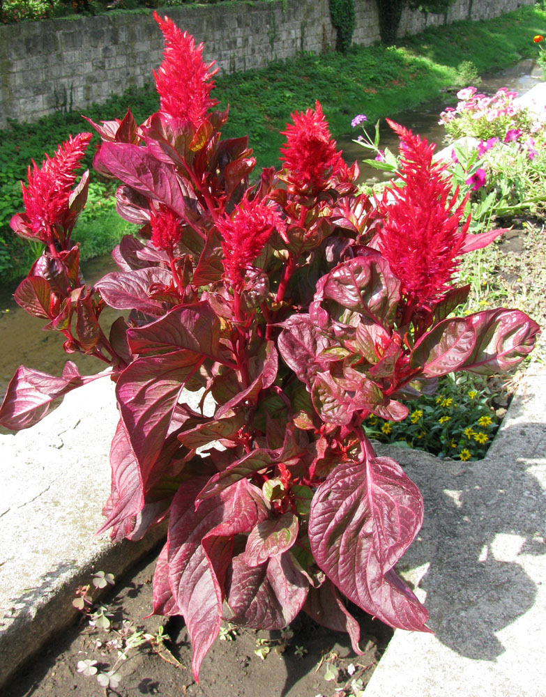 Image of Celosia argentea specimen.