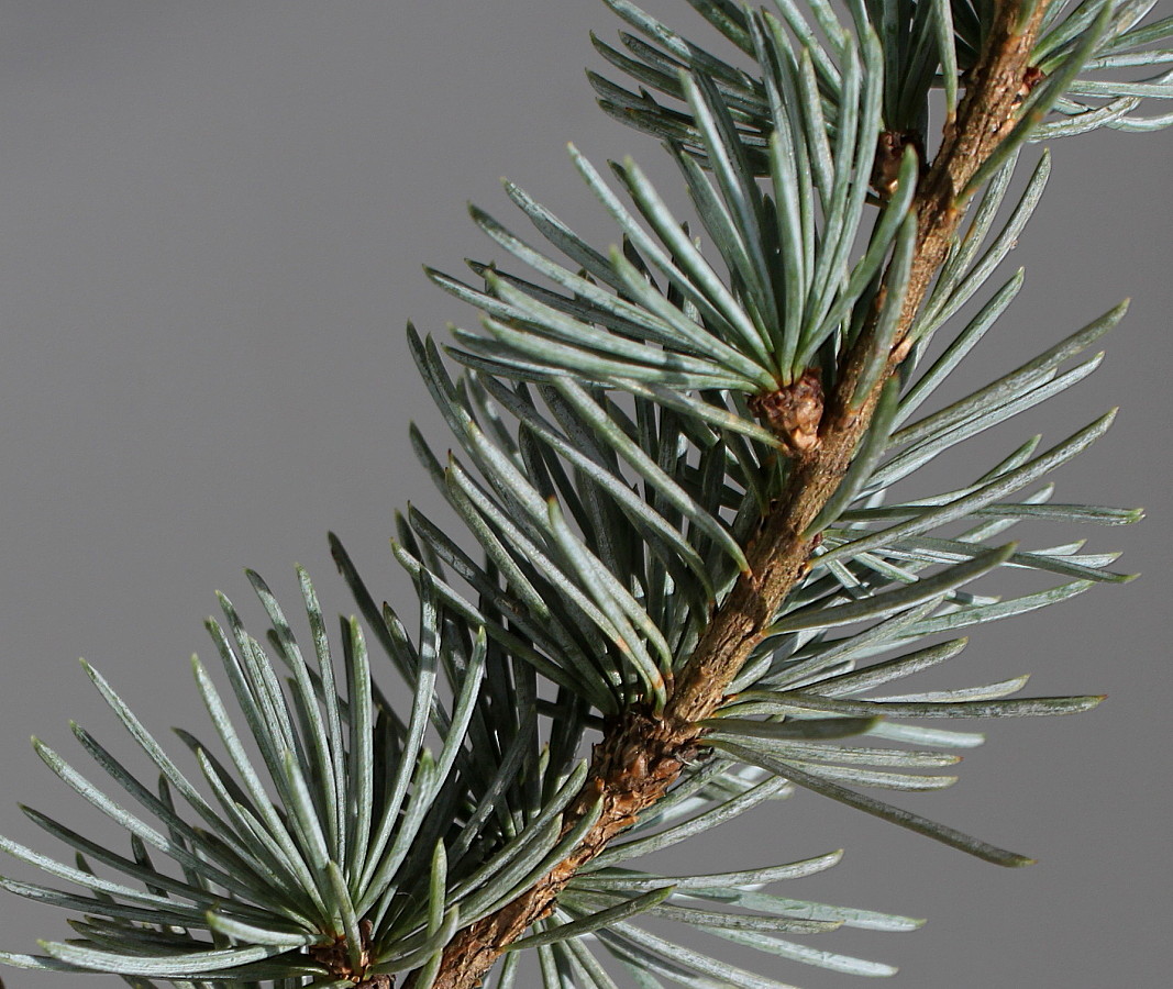 Image of Cedrus atlantica specimen.