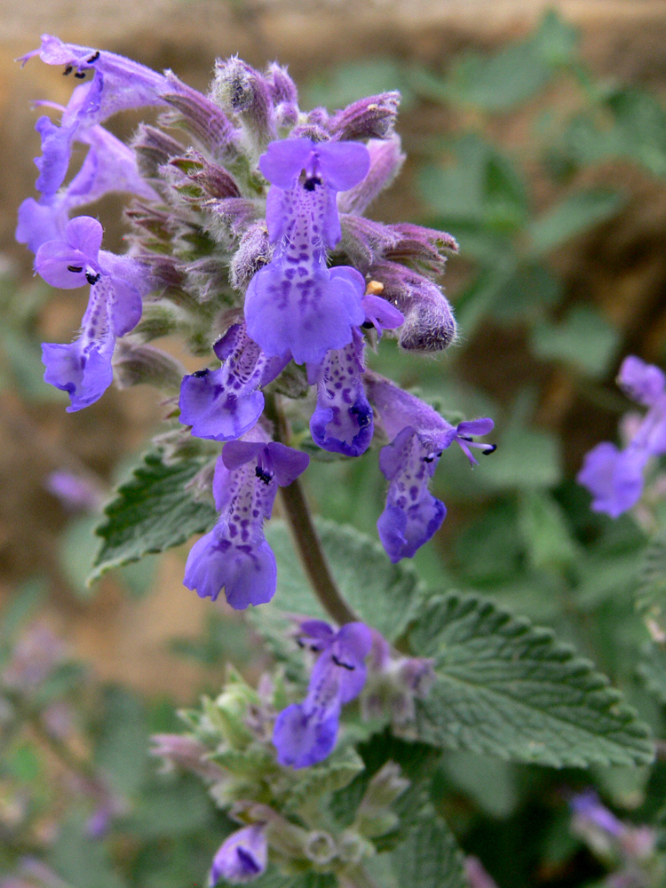 Image of genus Nepeta specimen.