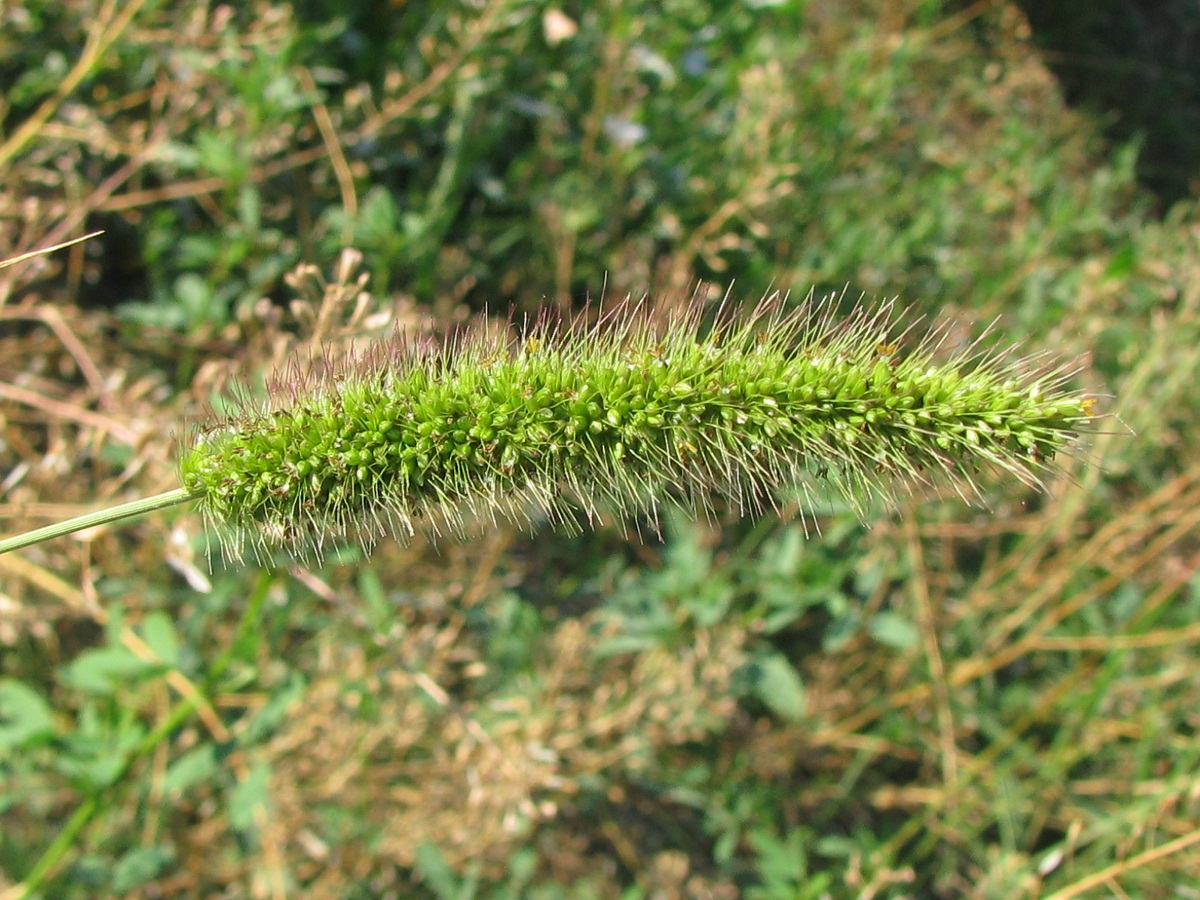 Изображение особи Setaria viridis.