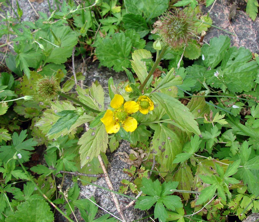 Image of Geum aleppicum specimen.