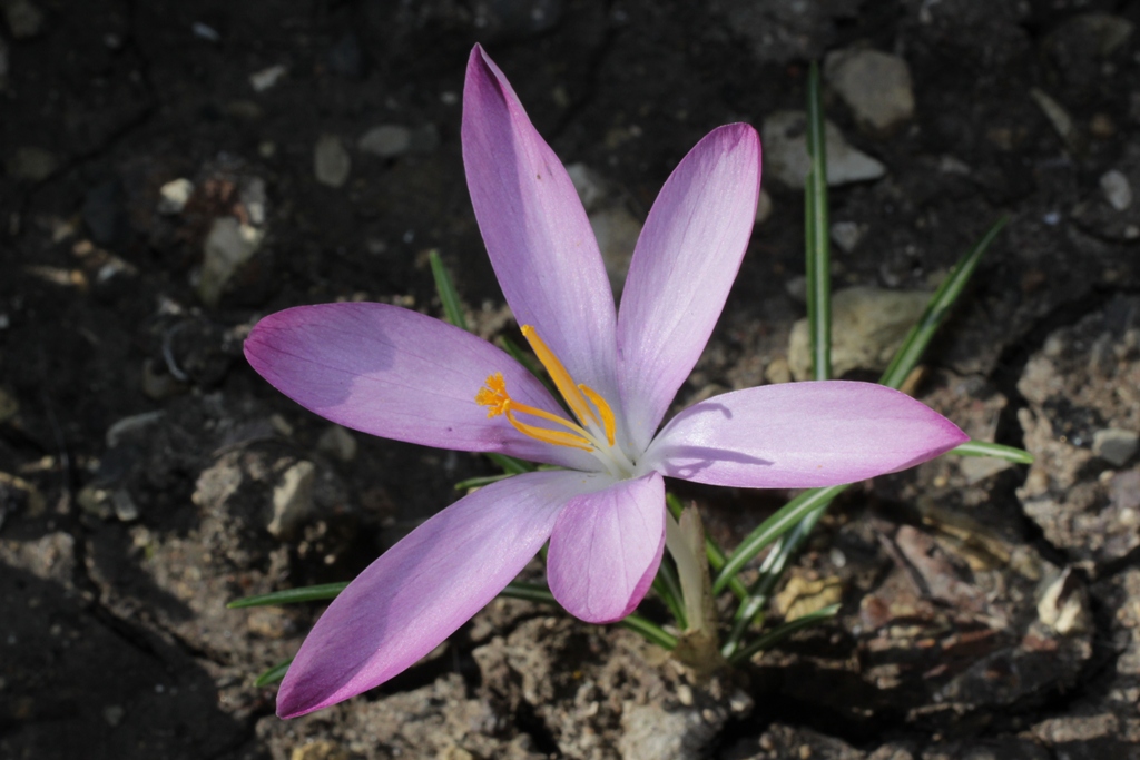 Image of Crocus tommasinianus specimen.