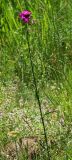 Dianthus carthusianorum