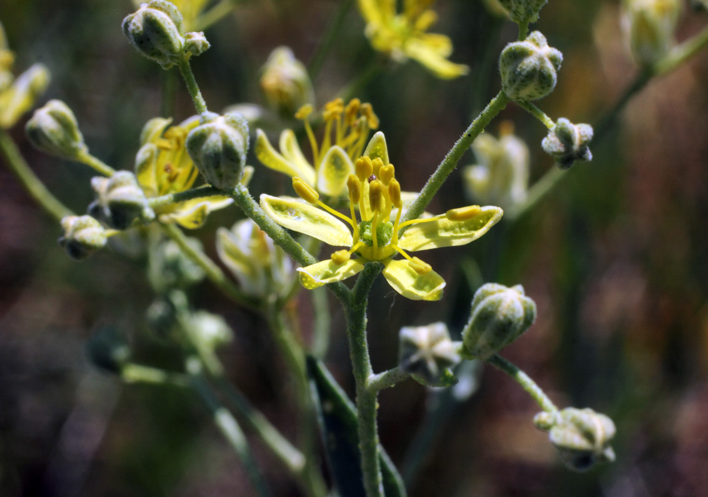 Image of Haplophyllum versicolor specimen.