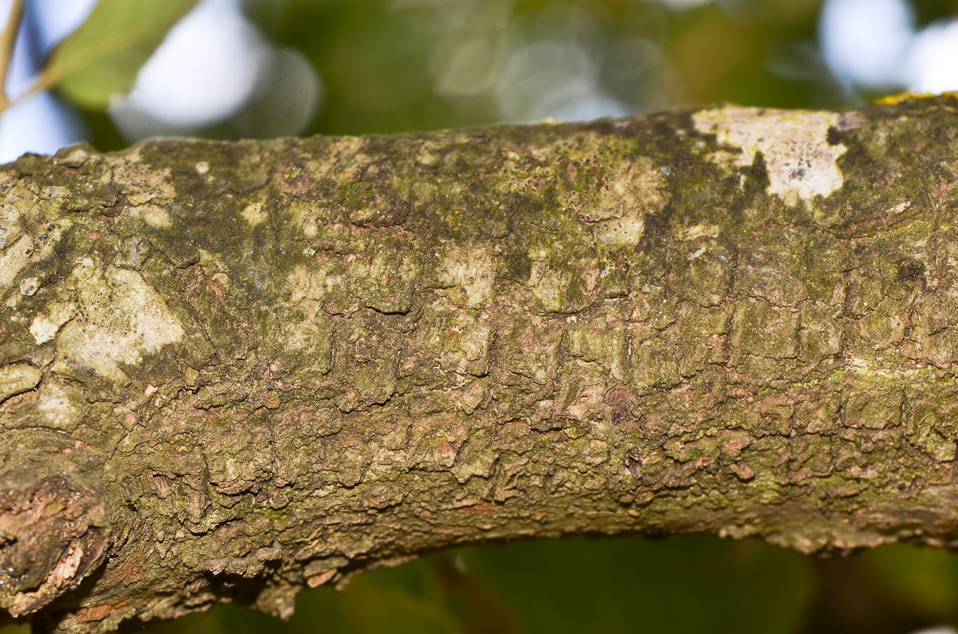 Image of Quercus ithaburensis specimen.