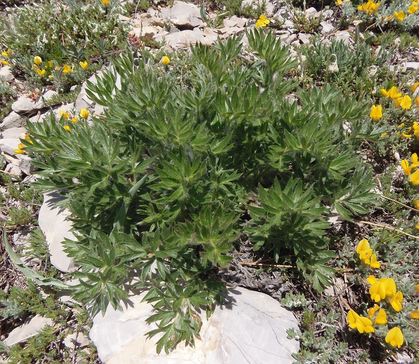 Image of Pulsatilla taurica specimen.