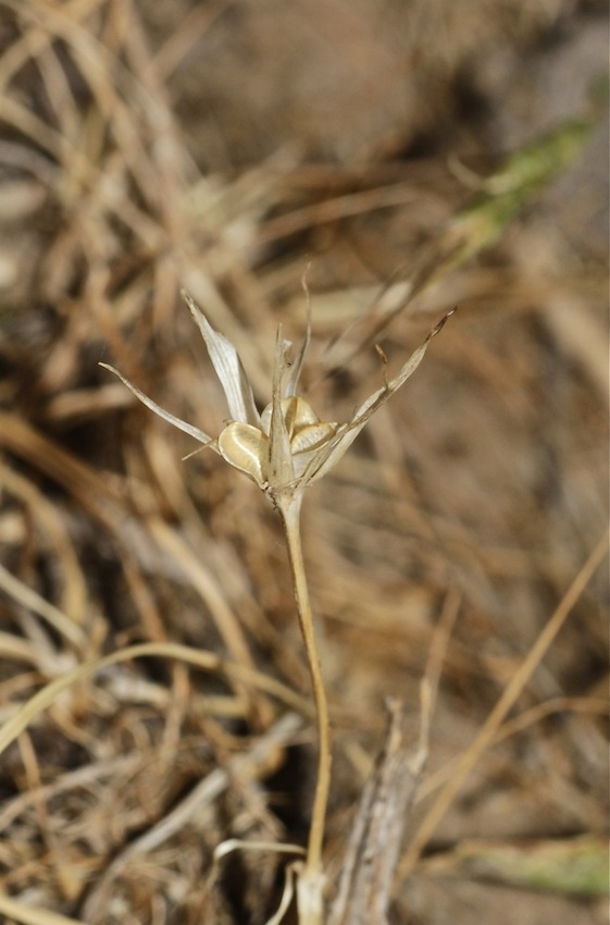 Image of Nigella bucharica specimen.