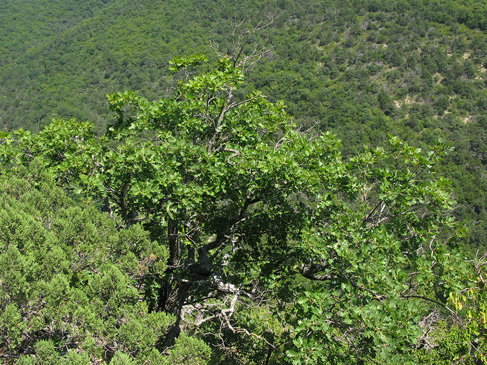 Image of Quercus pubescens specimen.