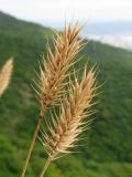 Agropyron pinifolium