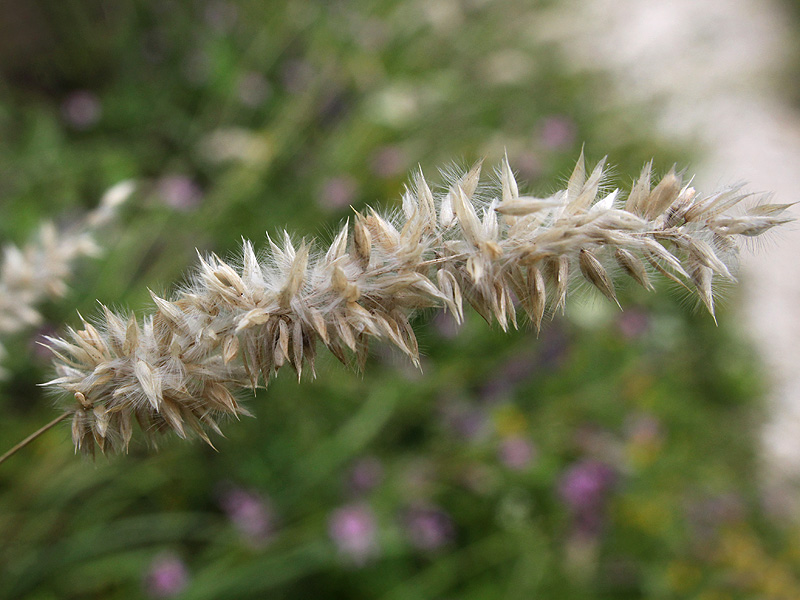 Image of Melica taurica specimen.