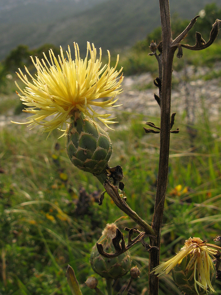 Image of Centaurea salonitana specimen.