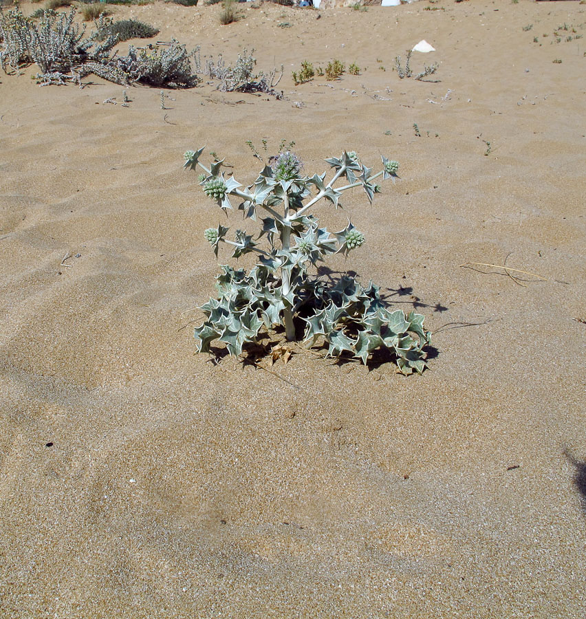 Image of Eryngium maritimum specimen.