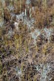 Ixiolirion tataricum. Плодоносящее растение. Южный Казахстан, восточная граница пустыни Кызылкум. 07.05.2013.