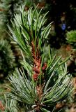 Pinus aristata