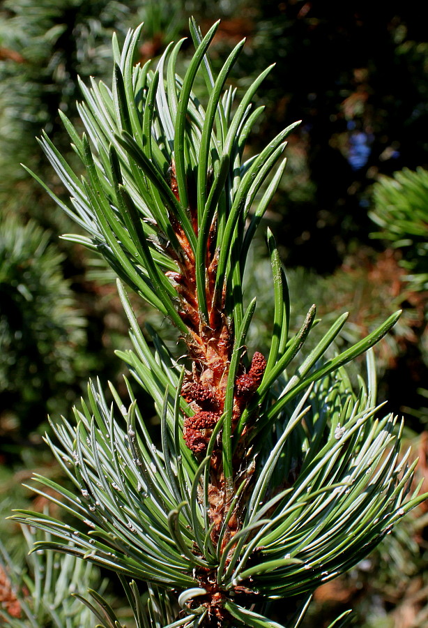 Изображение особи Pinus aristata.