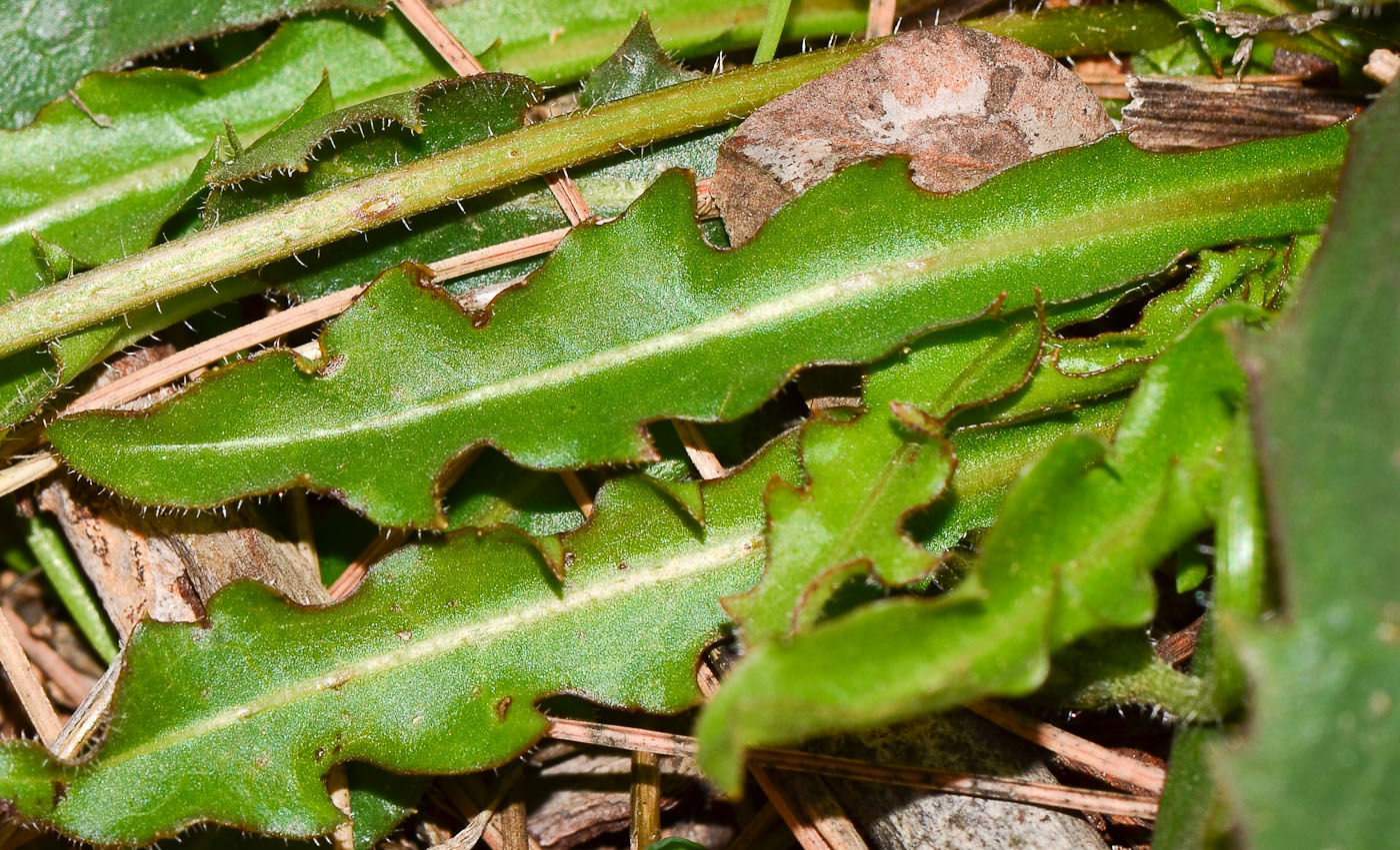 Image of Leontodon tuberosus specimen.