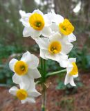 Смотреть изображение Narcissus tazetta