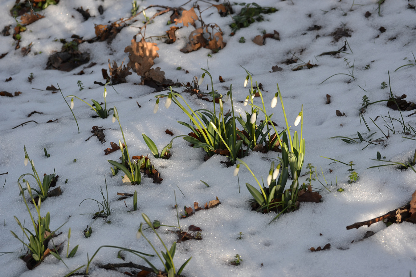 Image of Galanthus plicatus specimen.