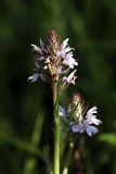 Dactylorhiza fuchsii. Верхушка цветущего растения. Карельский перешеек, на обочине просеки газопровода к ЮЗ от пос. Дранишники. 07.07.2009.