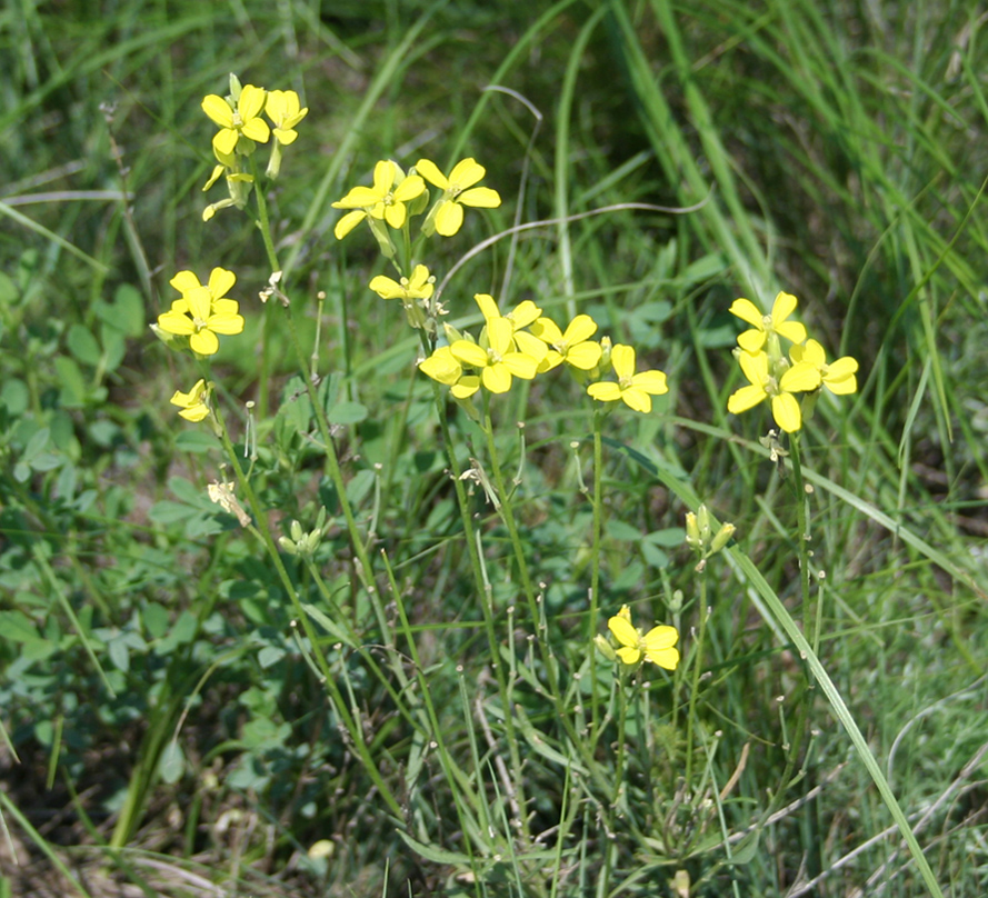 Image of Erysimum canescens specimen.