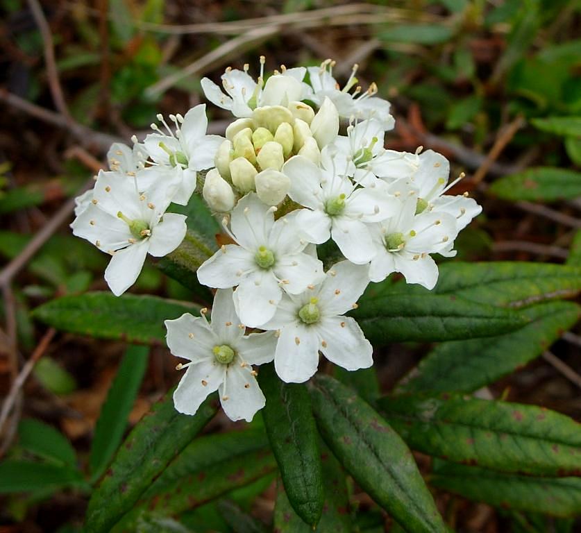 Image of Ledum hypoleucum specimen.