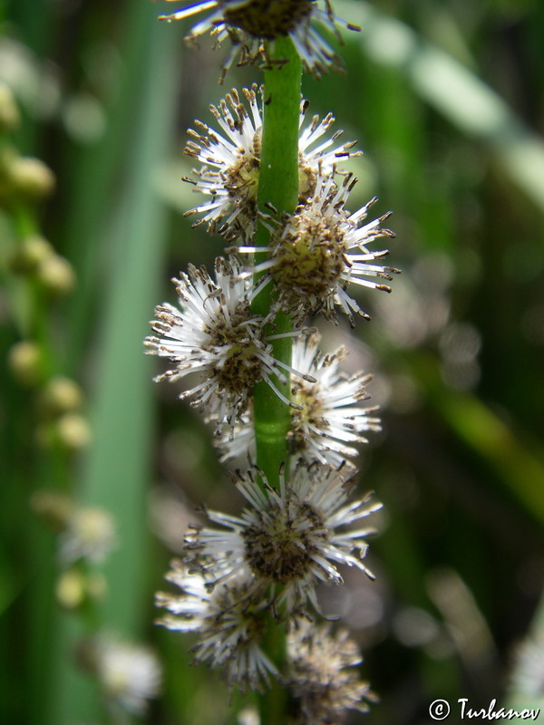 Image of Sparganium erectum specimen.