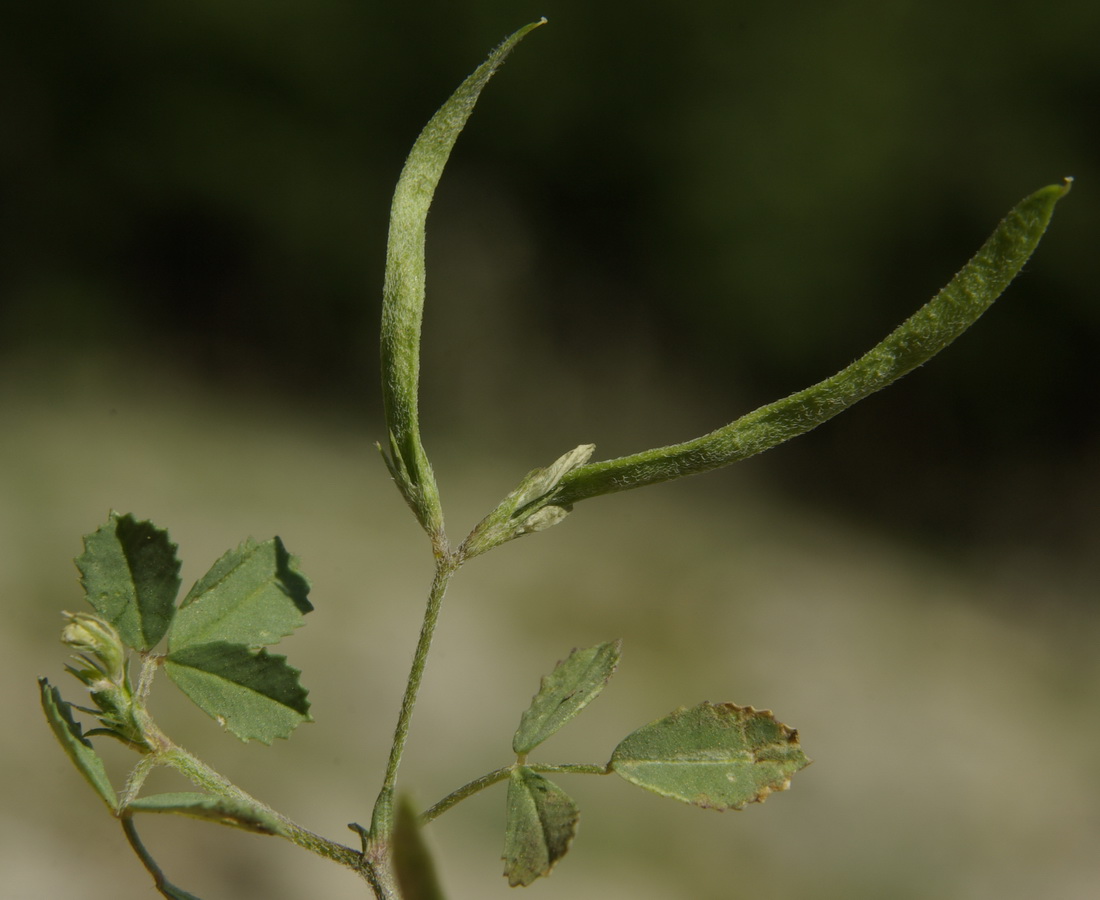 Изображение особи Trigonella striata.