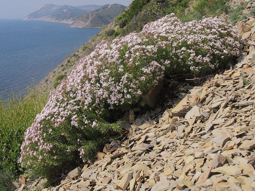 Изображение особи Asperula cretacea.