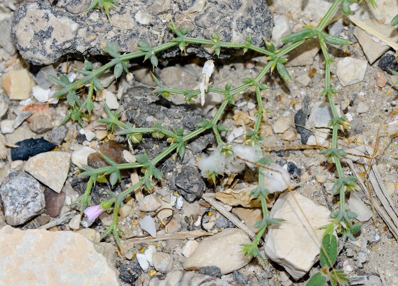 Image of Fagonia bruguieri specimen.