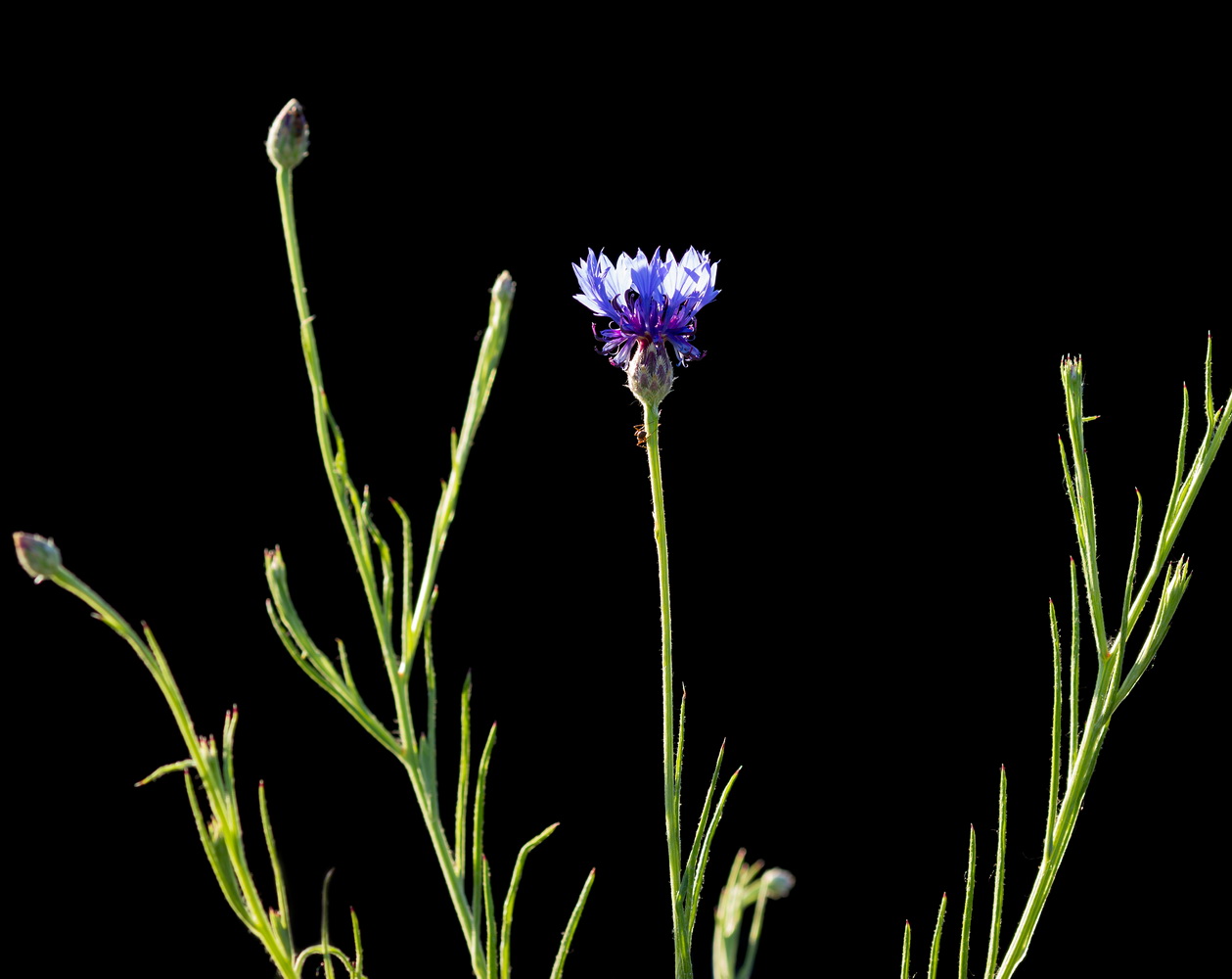 Image of Centaurea cyanus specimen.