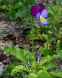 Viola tricolor. Цветущее растение. Германия, г. Дюссельдорф, Ботанический сад университета. 03.06.2014.