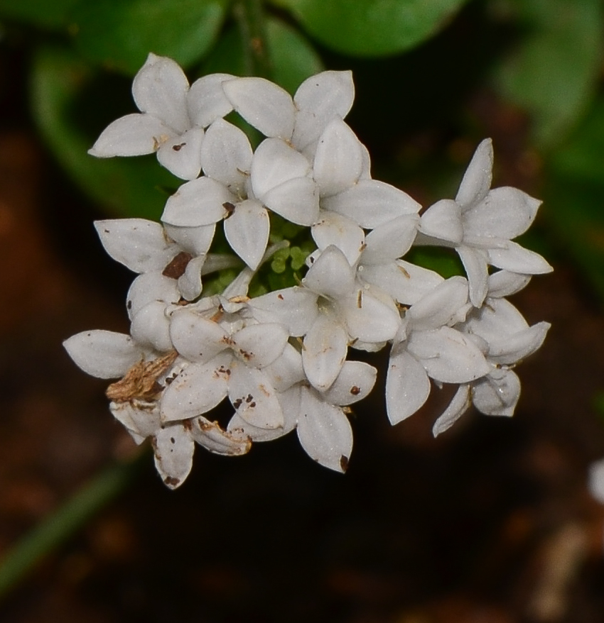 Image of Asperula libanotica specimen.