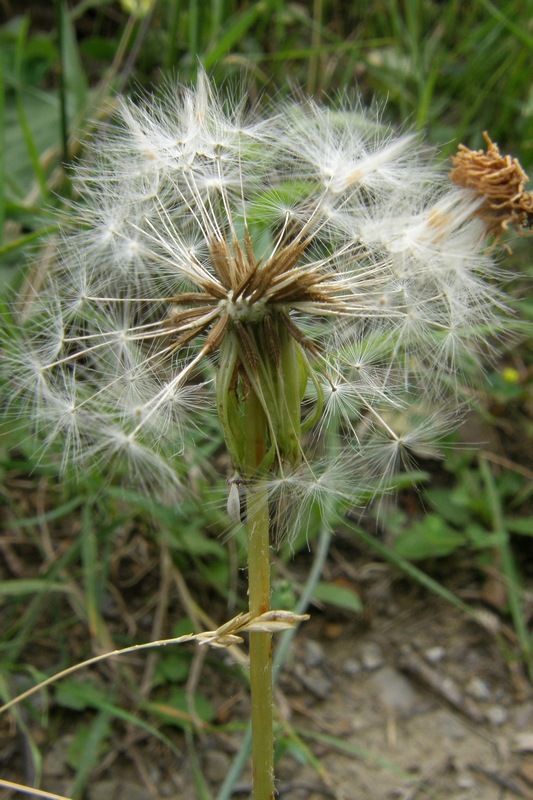 Image of Taraxacum pectinatiforme specimen.