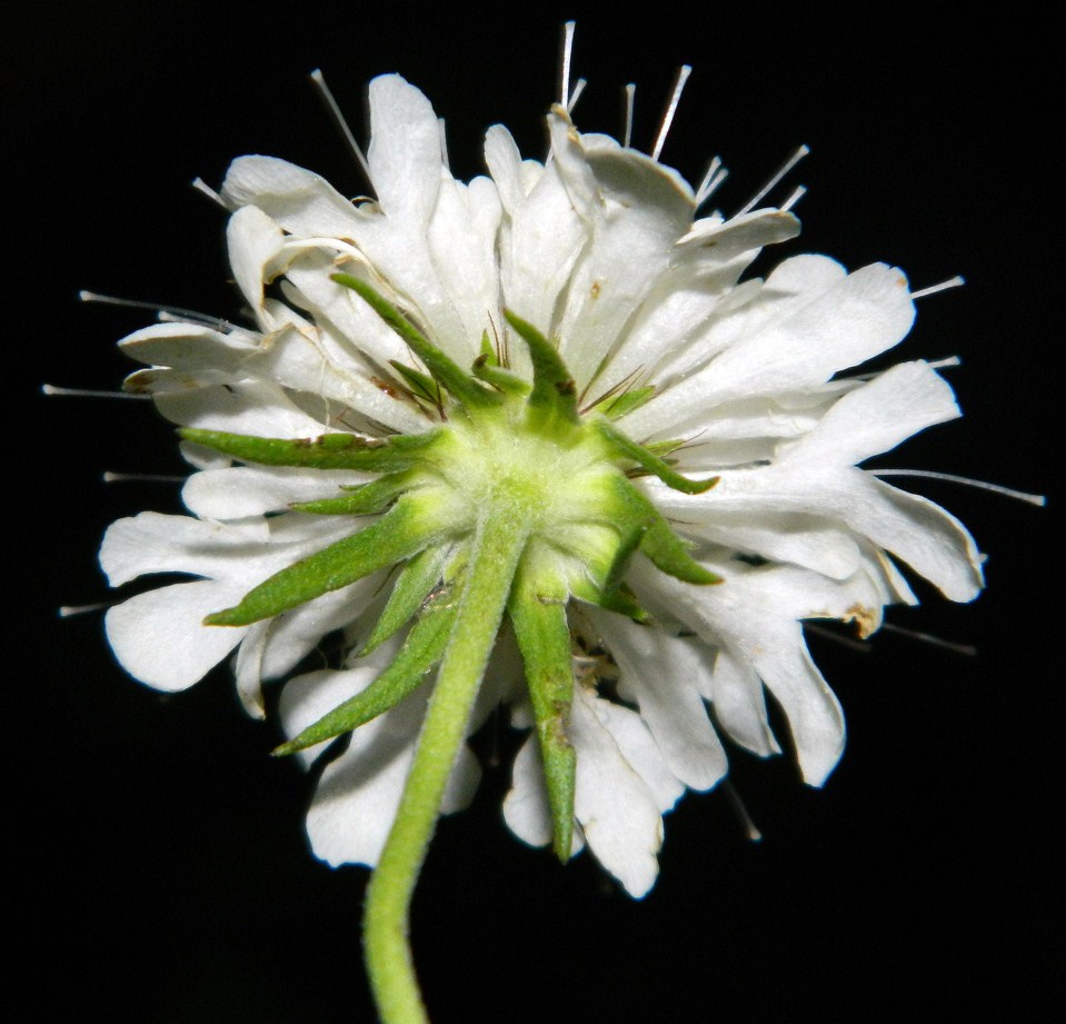 Изображение особи Scabiosa sosnowskyi.