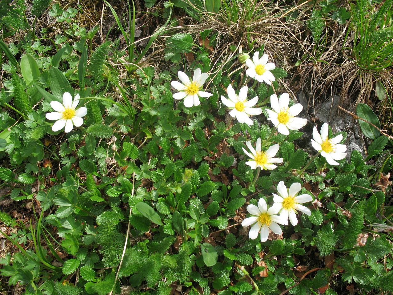 Image of Dryas oxyodonta specimen.