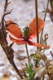 Papaver laevigatum. Цветок. Крым, Арабатская стрелка. 20 июня 2009 г.