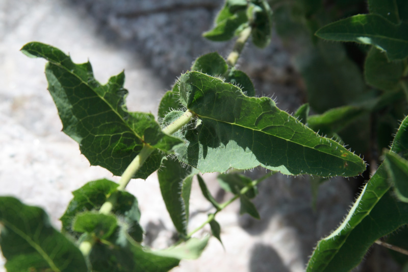 Image of Hieracium robustum specimen.