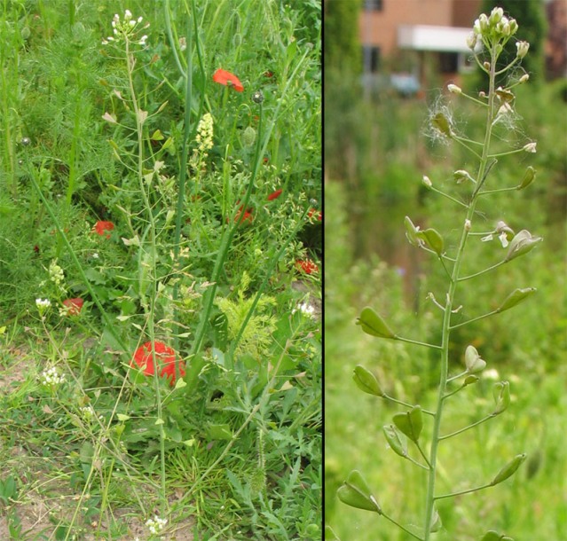 Изображение особи Capsella bursa-pastoris.