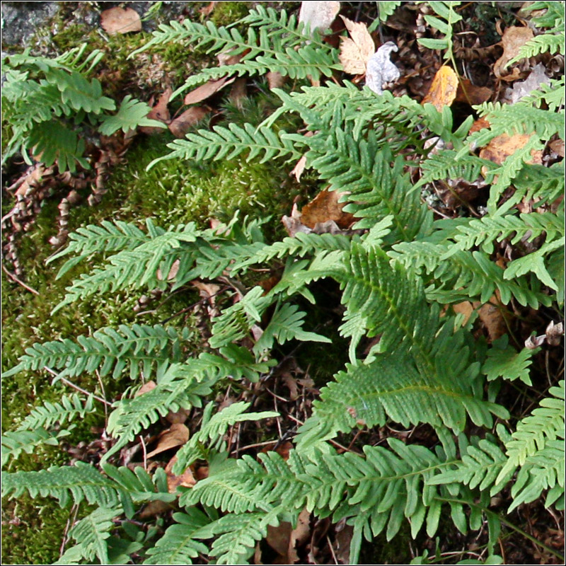 Изображение особи Polypodium vulgare.