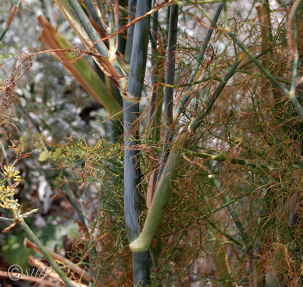 Image of Foeniculum vulgare specimen.