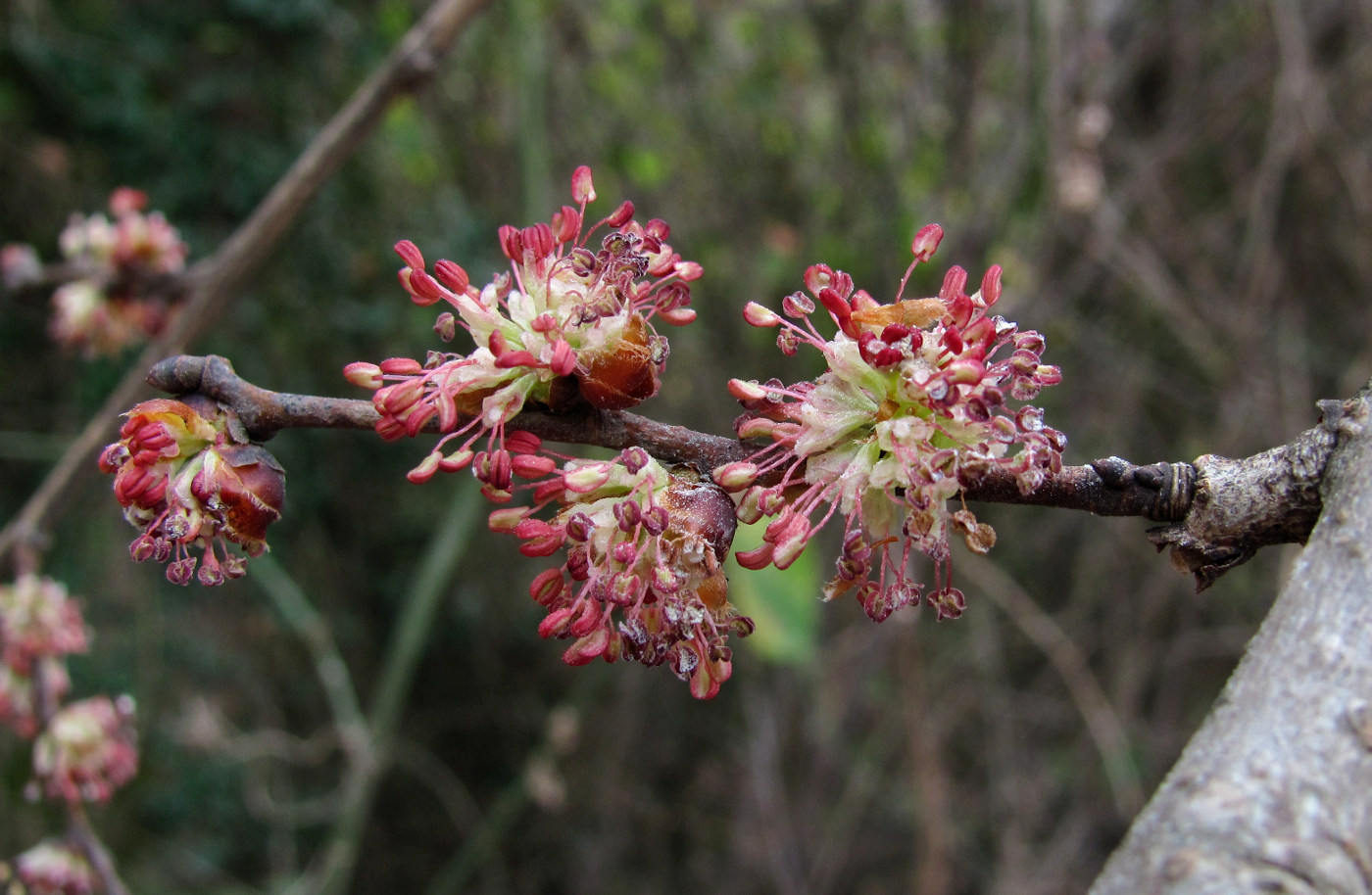 Изображение особи Ulmus minor.