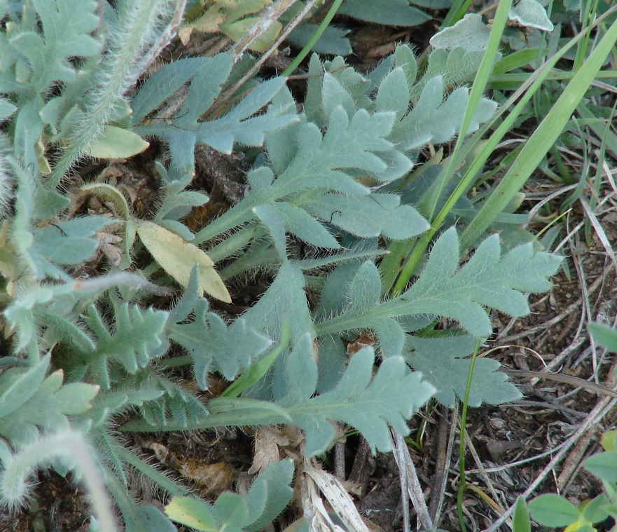 Image of Papaver nudicaule specimen.