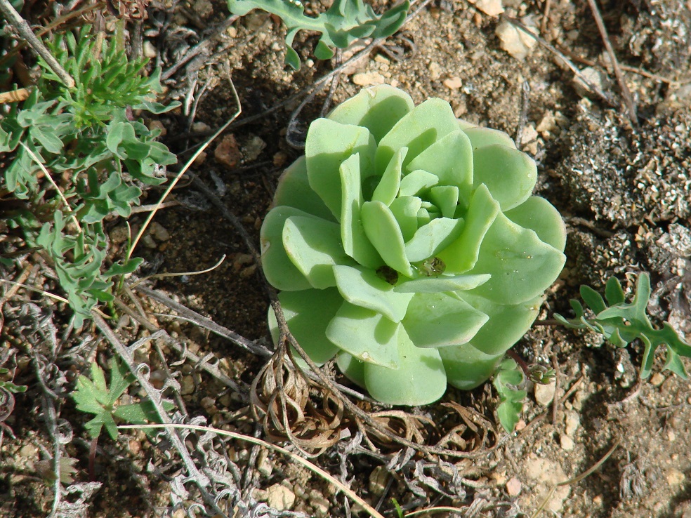 Image of Orostachys malacophylla specimen.