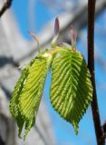 Ulmus glabra