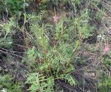 Onobrychis sibirica. Зацветающее растение. Якутия (Саха), южные окр. г. Якутск, холмы. 11.06.2012.